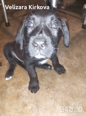 Продавам женско куче канекорсо.На 1 месец и 26 дена.