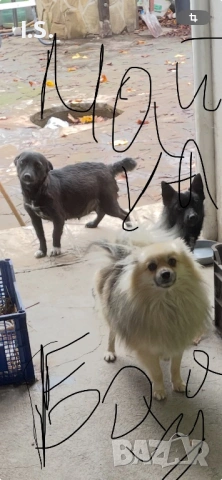 Малки шпицове родени на 1ви декември тел 0898521225, снимка 2 - Шпиц - 53159073