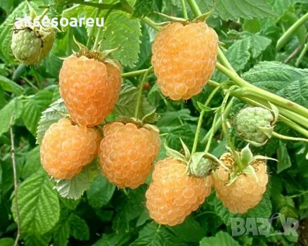20 качествени Семена от Британска Есенна Златна Малина Златни наситени Сладки Малини от Колумбия, снимка 15 - Сортови семена и луковици - 50221087