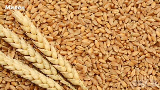 Продавам пшеница , снимка 1 - За селскостопански - 41555728