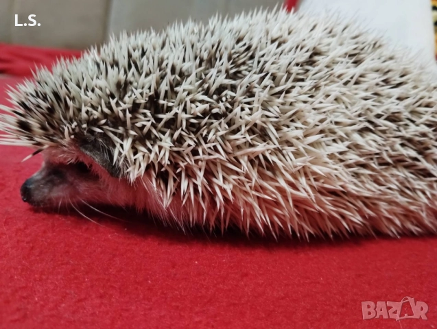 женско африканско таралежче на 1 година, снимка 2 - Таралеж - 51584906