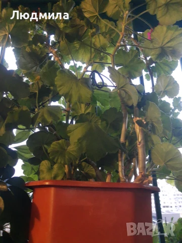 Цветарник,ковано желязо,олекотен,уникален,, снимка 12 - Декорация за дома - 51218359