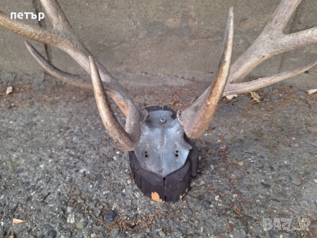 Рога от елен, снимка 3 - Декорация за дома - 51394390