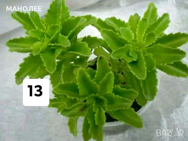 15 вида цветя и растения, снимка 13 - Градински цветя и растения - 51604084