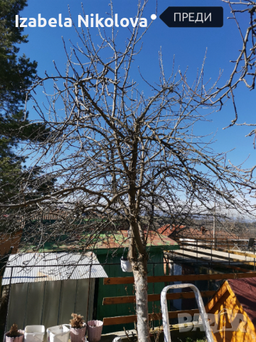 Подрязване на овощни дръвчета , снимка 5 - Градински цветя и растения - 44604278