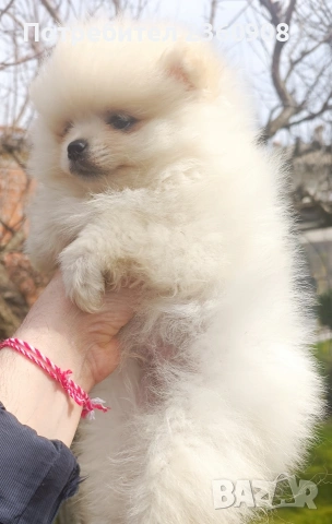 Померан, померанче, снимка 3 - Померан - 53483335
