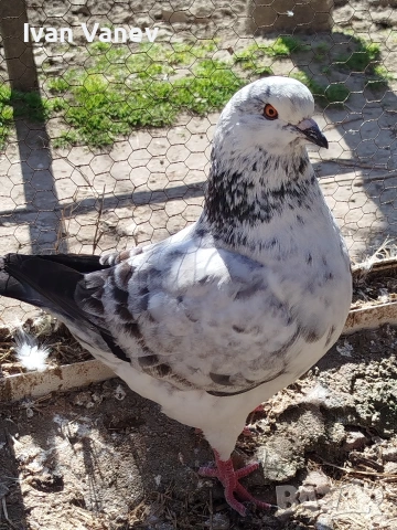 кинг, снимка 4 - Гълъби - 53845582