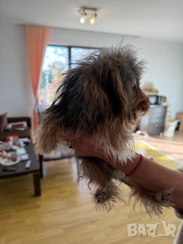 Продава се: Йоркшир Тоти на 7 месеца, снимка 2 - Йоркширски териер - 52747626