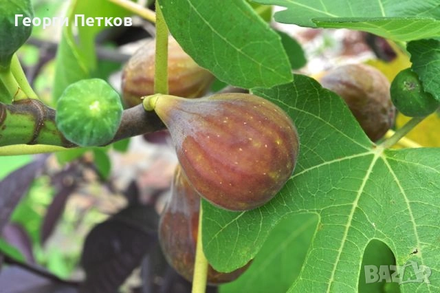 Смокини в кофичка. 