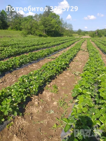 разсад за ягоди само сега не изпускаите шанса запазете си разсад за ягоди 0.30€, снимка 9 - Разсади - 53264169