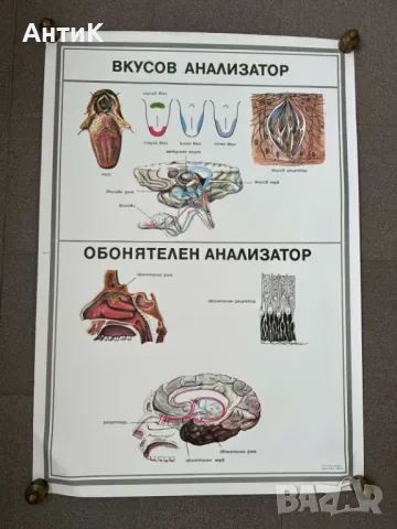 Комплект Соц Учебни Медицински Плакати, снимка 4 - Антикварни и старинни предмети - 49942165