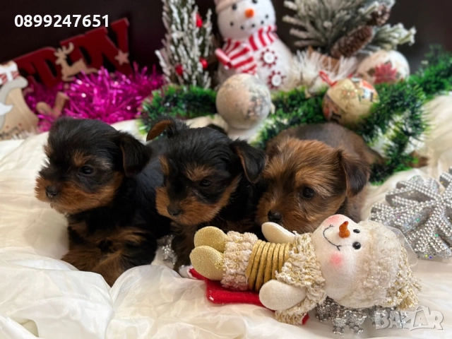 Йоркширски териер мини , снимка 3 - Йоркширски териер - 52898597