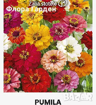 СЕМЕНА - Цветя едногодишни, снимка 13 - Сортови семена и луковици - 44836072