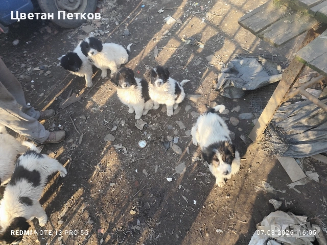 Каракачанки , снимка 15 - Каракачанска овчарка - 53824782