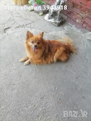 ПОДАРЯВАМ померан мини шпиц, снимка 1