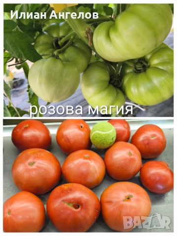 Семена от стари селски сортове домати,краставици и други, снимка 7 - Сортови семена и луковици - 52629365