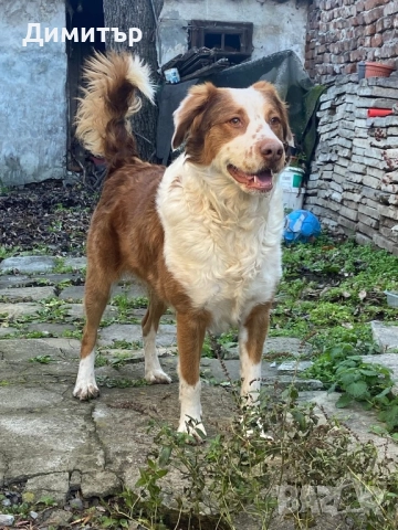 Кученце си търси дом , снимка 3 - Други - 51563544