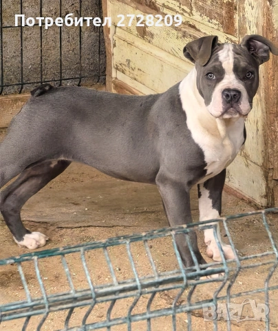 Американско Були/American Bully , снимка 2 - Питбул - 53628484