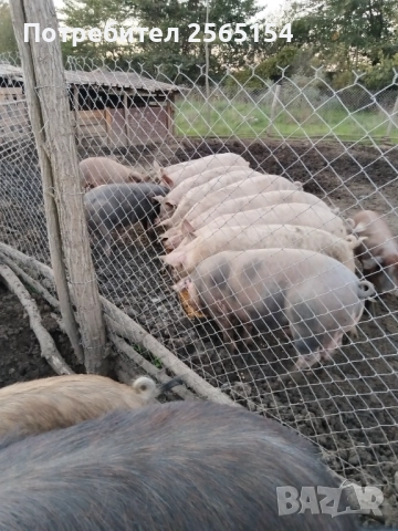 Прасета продавам, снимка 3 - Прасета - 52776746