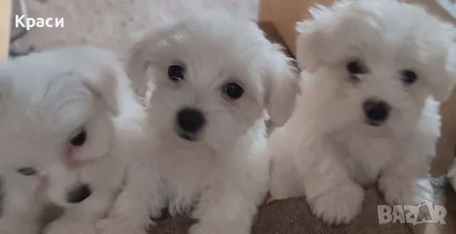 Мини малтийски болонки , снимка 1