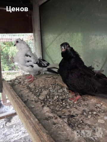 Продавам китайски чайки, снимка 4 - Гълъби - 47866473