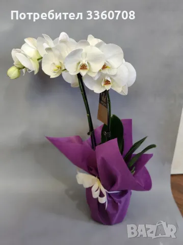 Доставка на цветя в София – florans.eu 🌸🚚, снимка 7 - Стайни растения - 49546698