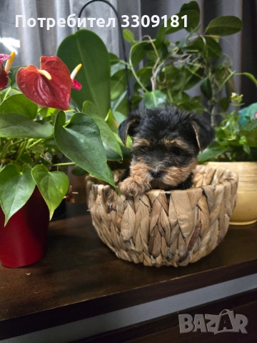 Йоркширски териер , снимка 3 - Йоркширски териер - 52529601