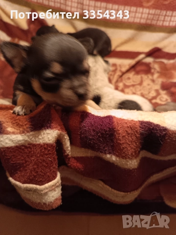 Чихо пинчери родени са 23.11.25, снимка 8 - Чихуахуа - 52791732