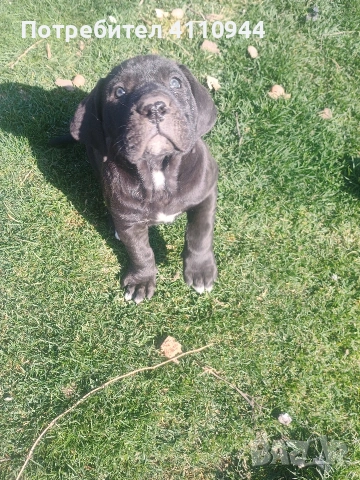 Кане Корсо продавам , снимка 9 - Други - 53699451