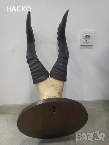 Уникален Трофей Рога с Черап от Антилопа Сейбъл 100% Автентичен, снимка 9 - Други - 48290351