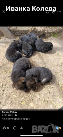Продавам немски овчарки на 45 дена, снимка 2 - Немска овчарка - 53771415