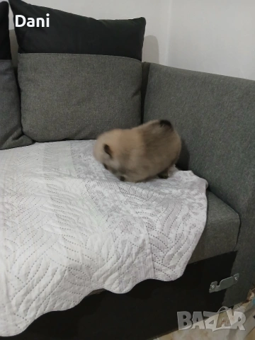 Mini Pomeran, снимка 5 - Померан - 53717466