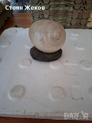 продавам декорация за аквариум(охлюв), снимка 3 - Оборудване за аквариуми - 53694808