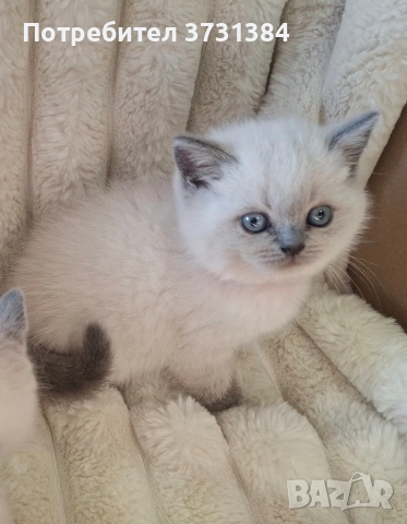 Британски колорпойнт котета, снимка 5 - Британска късокосместа - 53847230