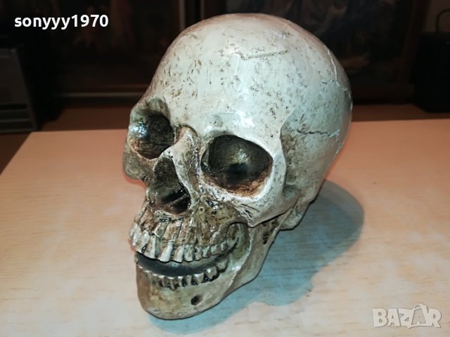 ЧЕРЕП ОТ ГЕРМАНИЯ 3112222029, снимка 10 - Антикварни и старинни предмети - 39152242