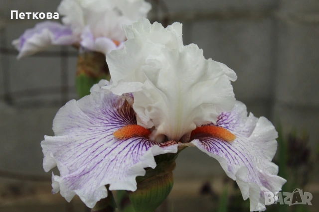 Сортови ириси , снимка 12 - Градински цветя и растения - 53399502