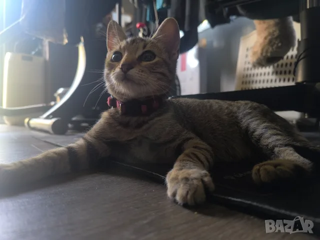 Подарявам малко котенце