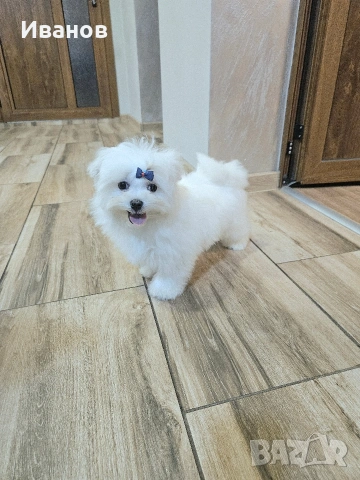 Малтийска болонка момче , снимка 2 - Болонка - 53591648