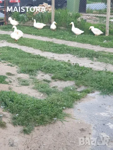 яйца от кокошки Легбар и пекински патици юрдечки, снимка 6 - Кокошки и пуйки - 46476827