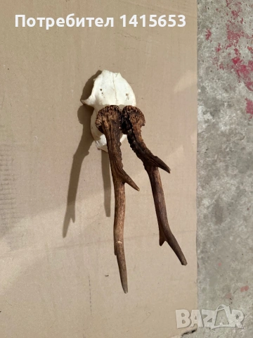 Продавам трофей от сръндак, снимка 2 - Антикварни и старинни предмети - 53357878