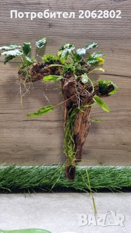 Аквариумни растения , корени .Пакети от много видове., снимка 8 - Оборудване за аквариуми - 41105255