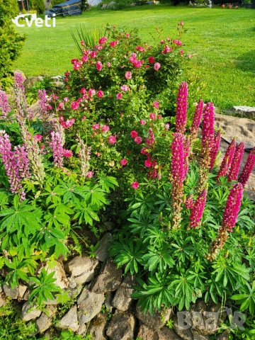 Семена и расад лупина, снимка 6 - Градински цветя и растения - 37768415