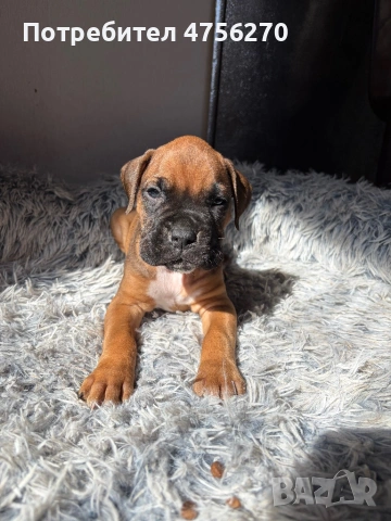 Малки кученца- Боксер, снимка 4 - Боксер - 53726288