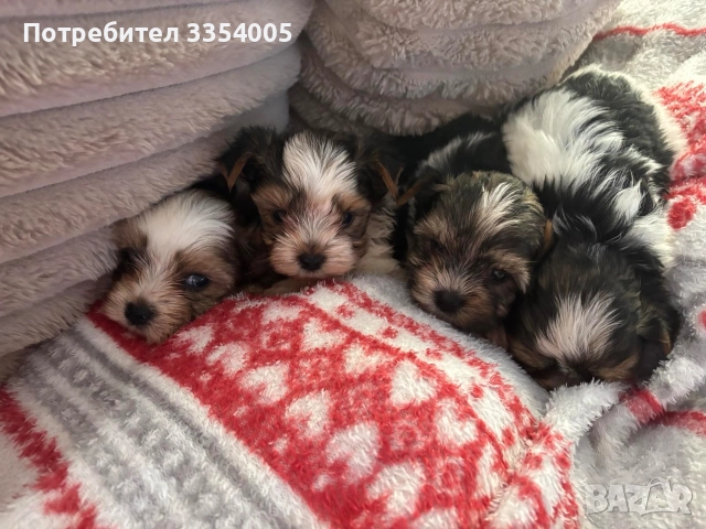 Бивър йорки кученца на Супер цена , снимка 3 - Йоркширски териер - 52586204
