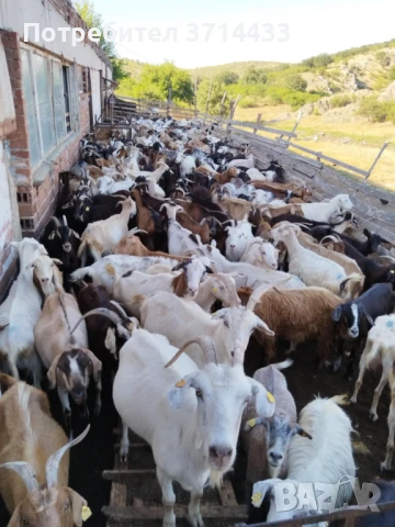 Продавам кози, снимка 2 - Кози - 50921088