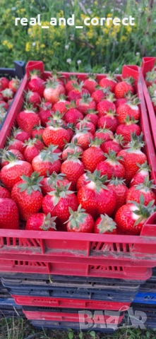 НЕВЕРОЯТЕН СВЕЖ РАЗСАД Ягоди и Малини от Произведител, снимка 3 - Разсади - 53487031