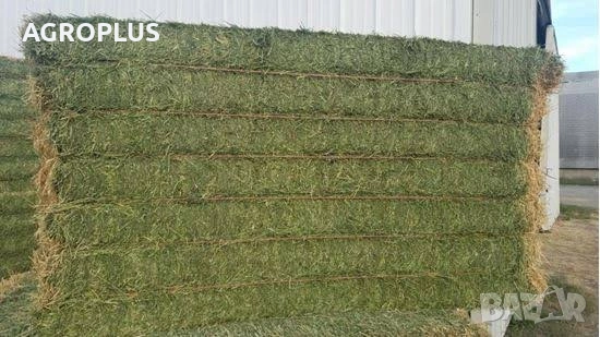 Люцерна Големи Бали