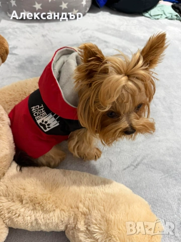 Якета за малки породи кучета, снимка 2 - За кучета - 53423515