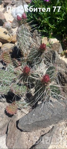 Няколко вида студоустойчиви кактуси и сукуленти, снимка 16 - Градински цветя и растения - 37368313