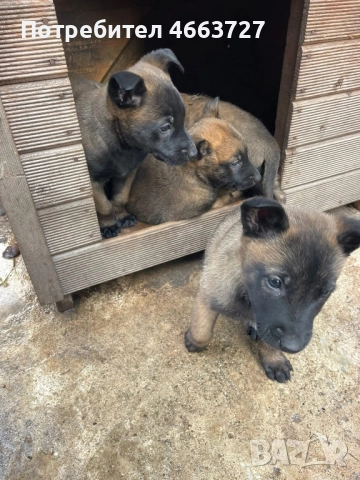 Продавам Белгийски овчарки, снимка 3 - Белгийска овчарка - 52579124